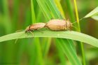 orchidBeetles_HoweRidding_010623a.jpg