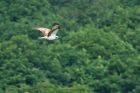 Filename=osprey_HB_280723b.jpg
Filesize=549KB
Dimensions=1300x866
Date added=Aug 28, 2025 osprey_HB_280723b.jpg