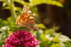 paintedLady_gdn_040622a.jpg