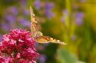 paintedLady_gdn_040622b.jpg