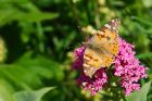 paintedLady_gdn_040622c.jpg