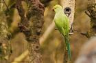 parakeet_MM_030222a.jpg