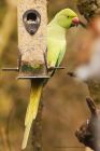 parakeet_MM_030222b.jpg