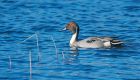 pintail_LM_100323a.jpg