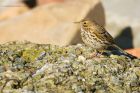 pipit_crosby_180322aa.jpg