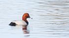 pochard_LM_230223a.jpg