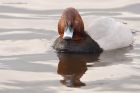 pochard_MMWWT_110222a.jpg