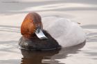 pochard_MMWWT_110222b.jpg