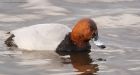 pochard_MMWWT_110222c.jpg