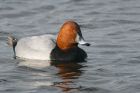 pochard_MMWWT_291021a.jpg