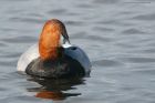 pochard_MMWWT_291021b.jpg