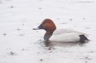 pochard_MMWWW_030123a.jpg