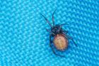 rabbitHutchSpider_gdn_060623a.jpg