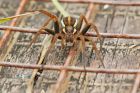 raftSpider_HB_190821c.jpg