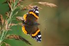 redAdmiral_MM_150922a.jpg