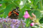 redAdmiral_gdn_090723a.jpg