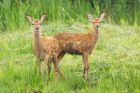 Filename=redDeerCalf_LM_210723bb.jpg
Filesize=857KB
Dimensions=1300x867
Date added=Aug 28, 2025 redDeerCalf_LM_210723bb.jpg