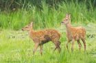 Filename=redDeerCalf_LM_210723ff.jpg
Filesize=956KB
Dimensions=1300x867
Date added=Aug 28, 2025 redDeerCalf_LM_210723ff.jpg