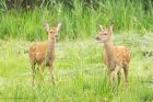 redDeerCalf_LM_210723ll.jpg