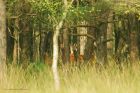 Filename=redDeer_HB_250823a.jpg
Filesize=687KB
Dimensions=1300x867
Date added=Aug 28, 2025 redDeer_HB_250823a.jpg