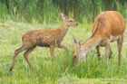 Filename=redDeer_LM_210723aa.jpg
Filesize=830KB
Dimensions=1300x867
Date added=Aug 28, 2025 redDeer_LM_210723aa.jpg