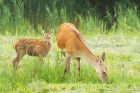 redDeer_LM_210723bb.jpg