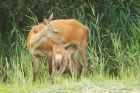 Filename=redDeer_LM_210723dd.jpg
Filesize=936KB
Dimensions=1300x867
Date added=Aug 28, 2025 redDeer_LM_210723dd.jpg