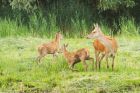 Filename=redDeer_LM_210723ee.jpg
Filesize=960KB
Dimensions=1300x867
Date added=Aug 28, 2025 redDeer_LM_210723ee.jpg