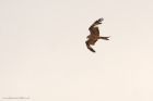 redKite_HB_210423a.jpg