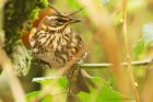 redwing_LM_281022a.jpg