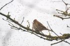 reedBunting_MMWWT_100223a.jpg