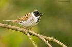 reedBunting_MMWWT_140423a.jpg