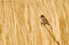 reedBunting_MM_310522a.jpg