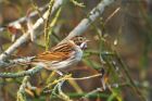 reedBunting_MiMWWT_171221a.jpg