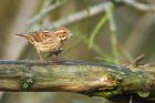 reedBunting_MiMWWT_171221b.jpg