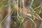 reedBunting_MiMWWT_171221c.jpg