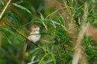 reedWarbler_MM_310522a.jpg