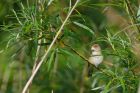 reedWarbler_MM_310522b.jpg