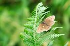 ringlet_high_plat_240721b~0.jpg