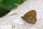 ringlet_high_plat_240721c~0.jpg