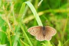 ringlet_high_plat_240721g~0.jpg