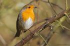 robin_LM_100323a.jpg