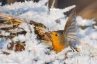 robin_LM_151222a.jpg