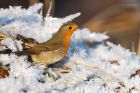 robin_LM_151222b.jpg