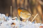 robin_LM_151222d.jpg