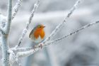 robin_LM_151222e.jpg