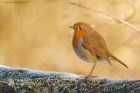 robin_LM_200122a.jpg