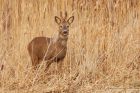 roeDeer_lunt_020323a.jpg