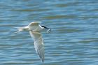 sandwich_Noirmoutier_230622a.jpg