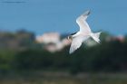 sandwich_Noirmoutier_230622b.jpg